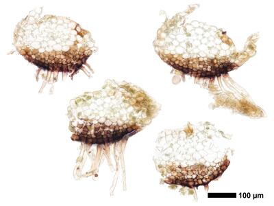 lophozia longiflora 1 stamm quer