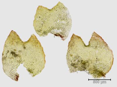 lophozia longiflora flankenblatt