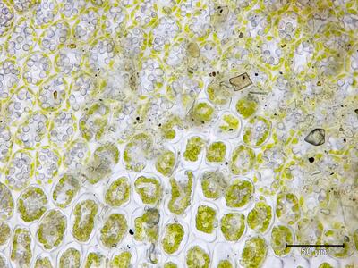 lophozia longiflora flankenblatt blattbasis
