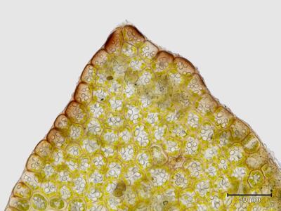 lophozia longiflora flankenblatt blattspitze