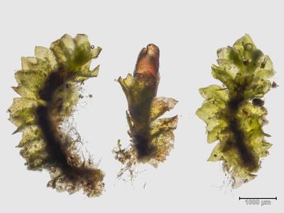 lophozia longiflora habitus unterseite
