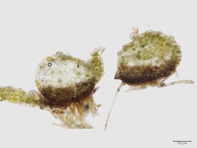 lophozia longiflora stamm quer