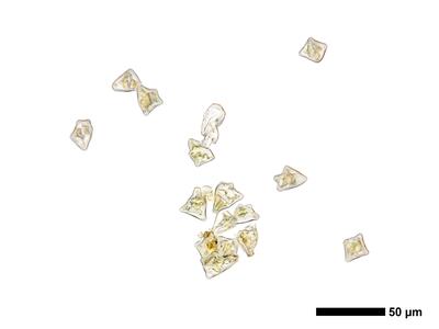 lophozia opacifolia brutgemmen