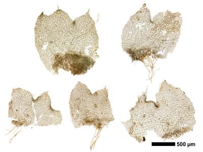 lophozia opacifolia flankenblatt
