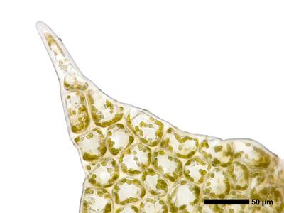 lophozia opacifolia flankenblatt blattspitze