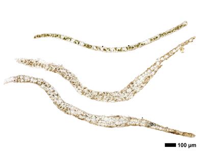 lophozia opacifolia flankenblatt quer