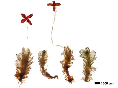 lophozia opacifolia habitus oberseite
