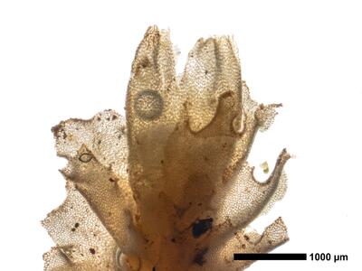 lophozia opacifolia habitus oberseite perianth