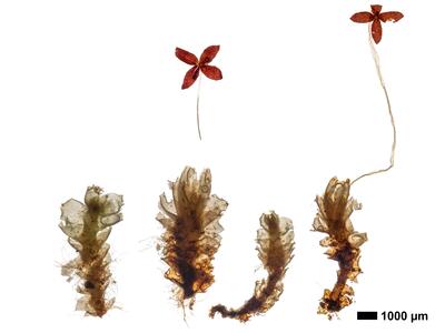lophozia opacifolia habitus unterseite