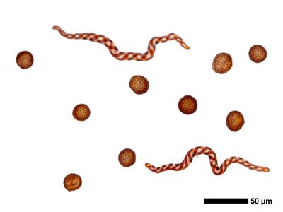 lophozia opacifolia sporen elateren