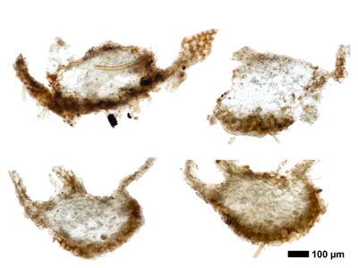 lophozia opacifolia stamm quer