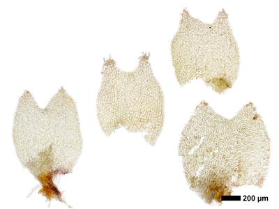 lophozia silvicola 1 flankenblatt