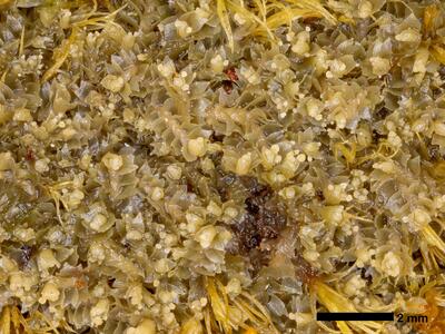 lophozia silvicola 1 habitus