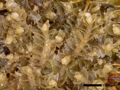 lophozia silvicola 1 habitus detail