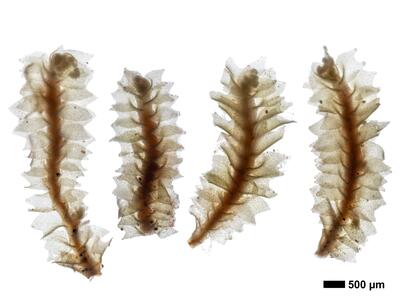 lophozia silvicola 1 habitus oberseite
