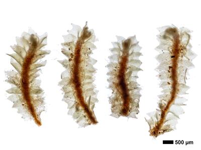 lophozia silvicola 1 habitus unterseite