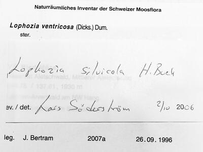 lophozia silvicola 1 herbarbeleg