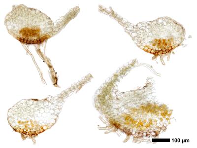 lophozia silvicola 1 stamm quer