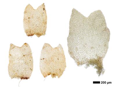 lophozia ventricosa flankenblatt