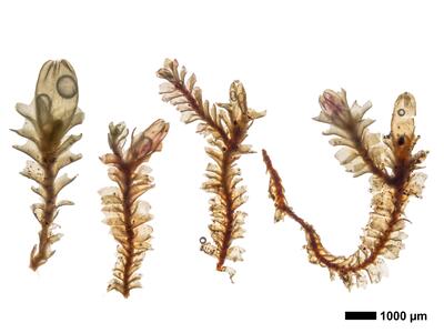 lophozia ventricosa habitus oberseite