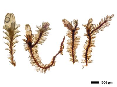 lophozia ventricosa habitus unterseite