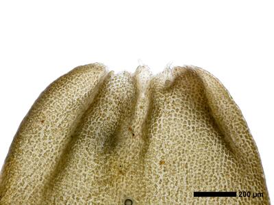 lophozia ventricosa perianthmuendung