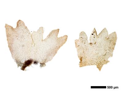 lophozia ventricosa perichaetialblatt