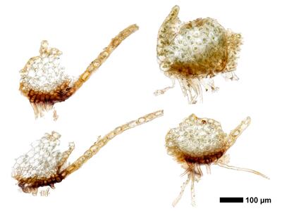 lophozia ventricosa stamm quer