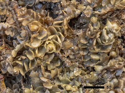 lophozia wenzelii 1