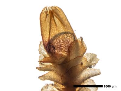 lophozia wenzelii 1 habitus oberseite perianth1