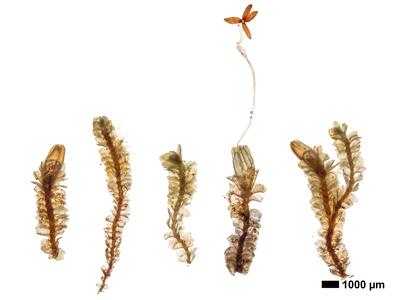 lophozia wenzelii 1 habitus unterseite