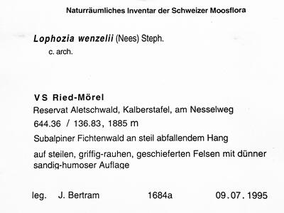 lophozia wenzelii 1 herbarbeleg1