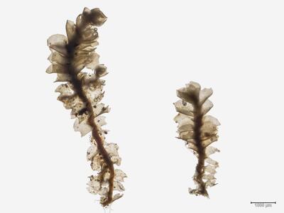 lophozia wenzelii habitus oberseite