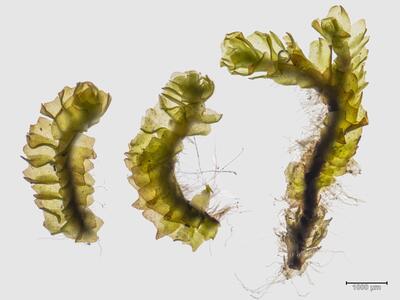saccobasis polita habitus oberseite