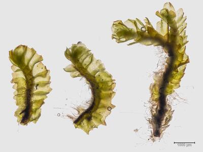 saccobasis polita habitus unterseite