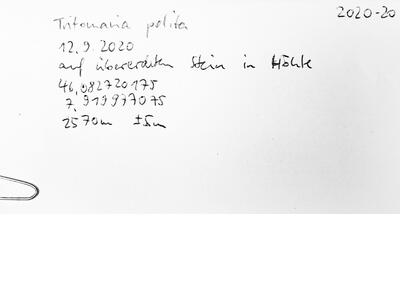 saccobasis polita herbarbeleg