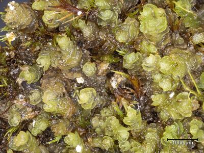 schistochilopsis hyperarctica