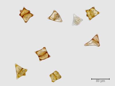 schistochilopsis hyperarctica brutgemmen
