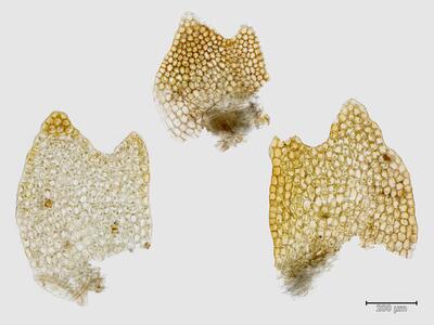 schistochilopsis hyperarctica flankenblatt