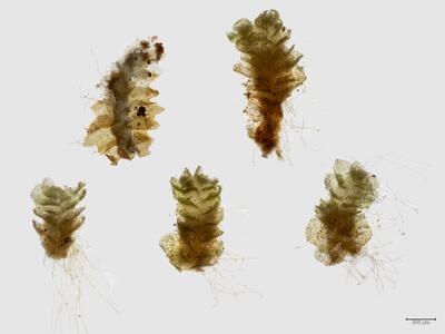 schistochilopsis hyperarctica habitus oberseite