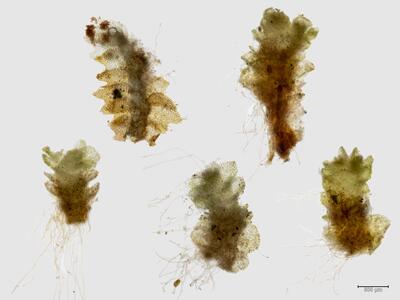 schistochilopsis hyperarctica habitus unterseite