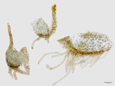 schistochilopsis hyperarctica stamm quer