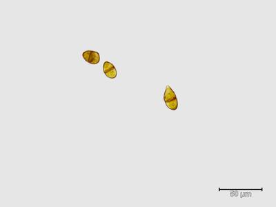 trilophozia quinquedentata brutgemmen