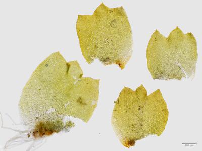 trilophozia quinquedentata flankenblatt