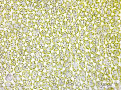 trilophozia quinquedentata flankenblatt blattmitte