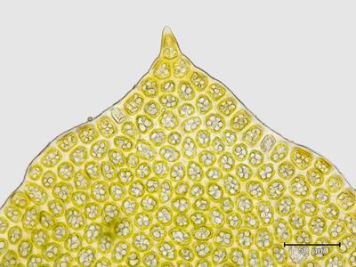 trilophozia quinquedentata flankenblatt blattspitze