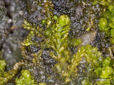 trilophozia quinquedentata habitus
