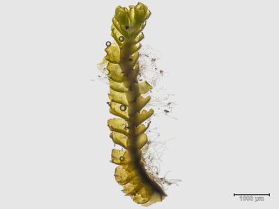 trilophozia quinquedentata habitus oberseite