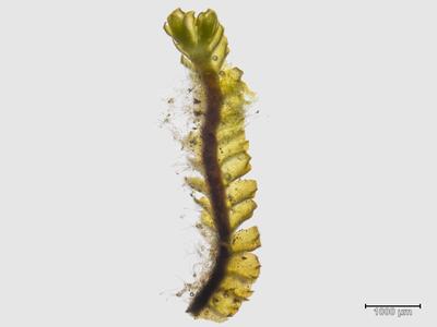 trilophozia quinquedentata habitus unterseite