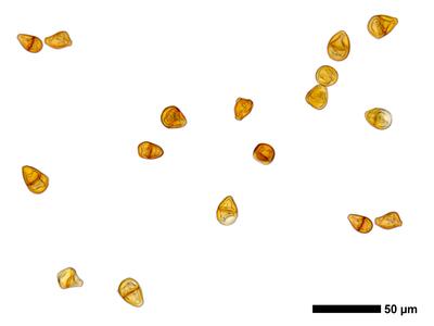 tritomaria exsecta 1 brutgemmen